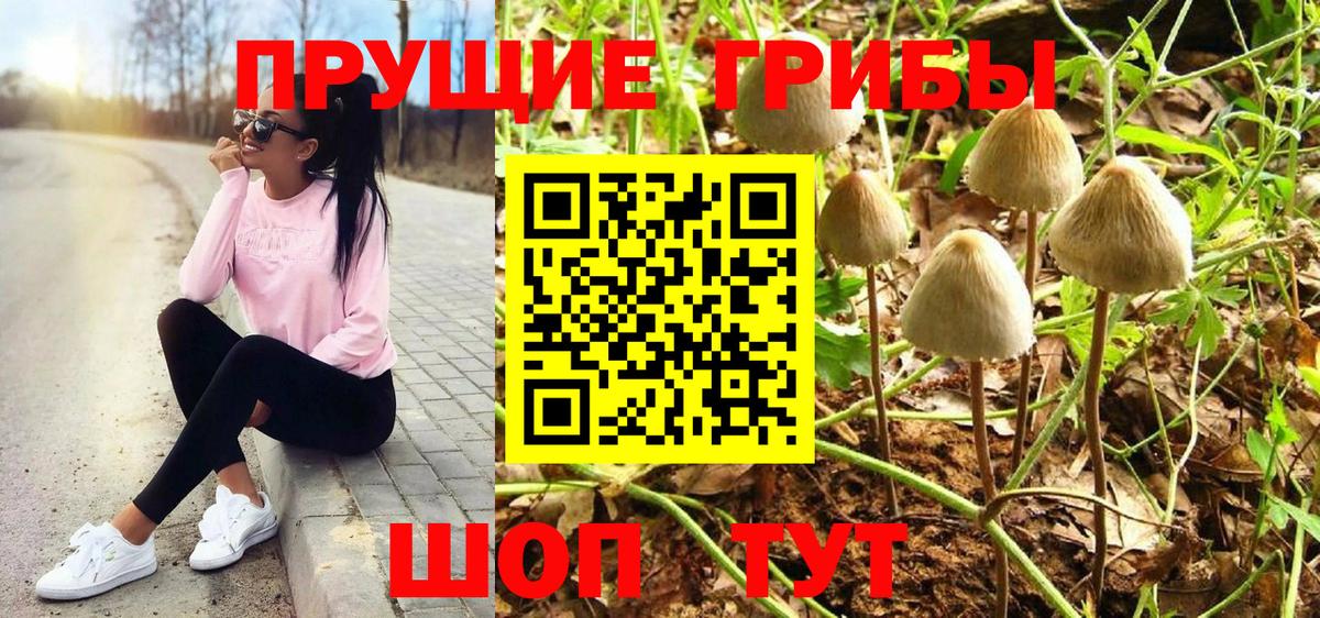 Гурьевск  купить наркотик  Вход с VPN  Псилоцибиновые грибы Psilocybine cubensis 